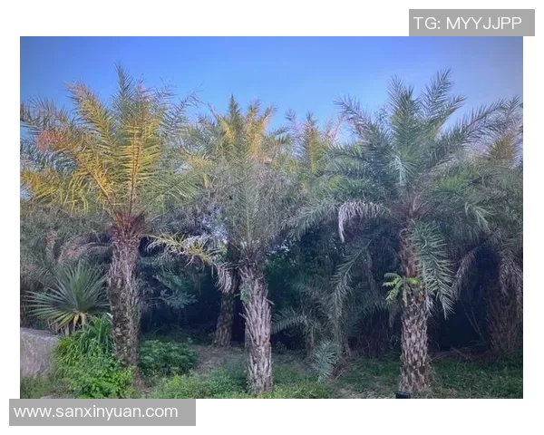 男神头像足球明星高清图片分享展现魅力与风采的完美瞬间